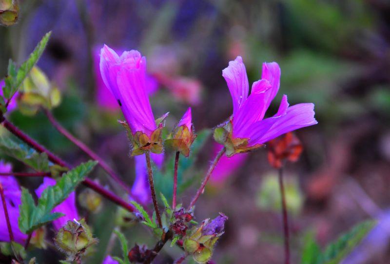pianta dai fiori rosa acceso - Malope malacoides